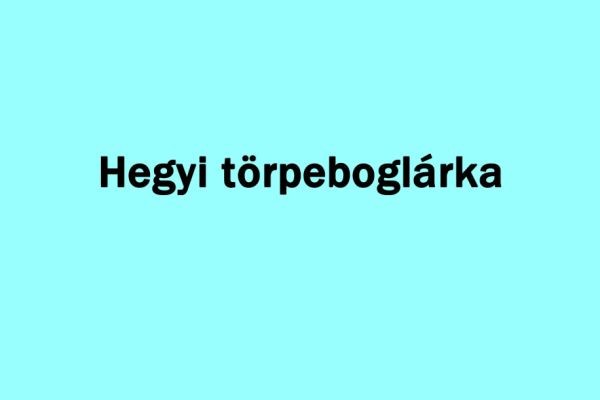 Hegyi törpeboglárka