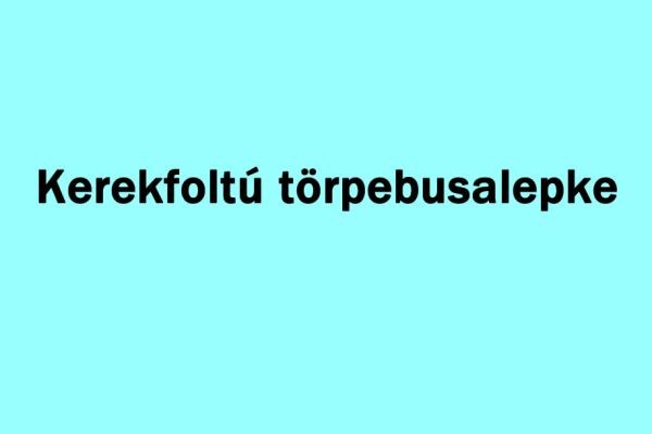 Kerekfoltú törpebusalepke